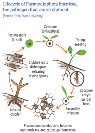 Clubroot   Graphic
