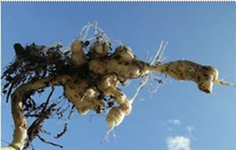 Clubroot   Image